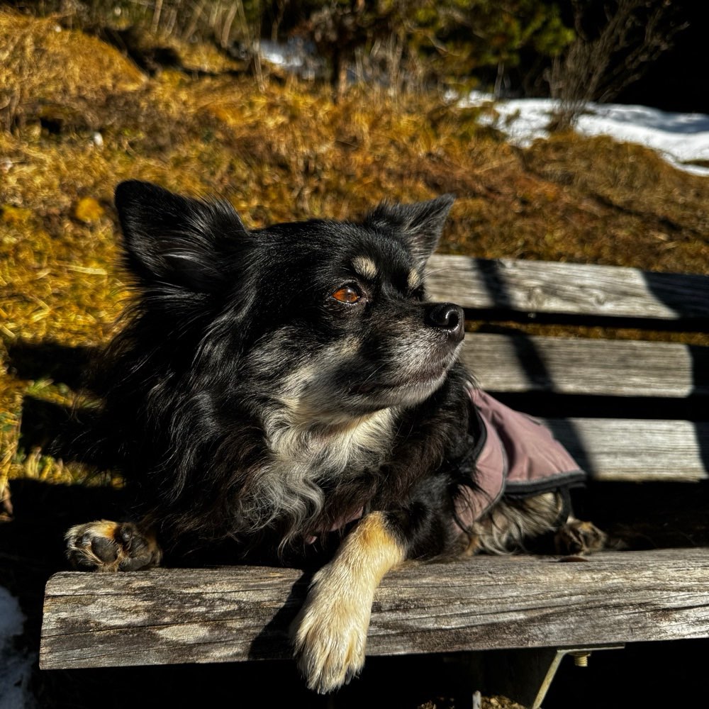 Hundetreffen-Gemeinsame Spaziergänge-Profilbild