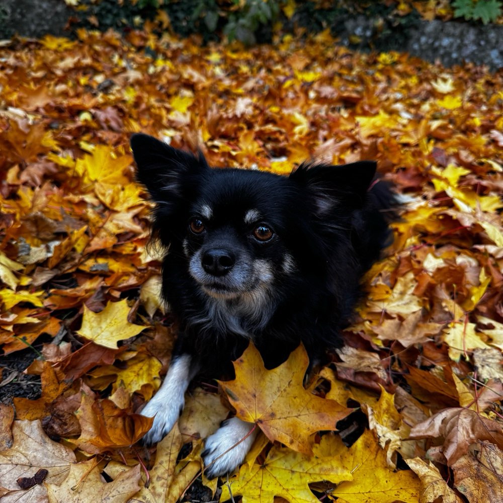 Hundetreffen-Gemeinsame Spaziergänge kleine & mittelgroße Hunde-Profilbild