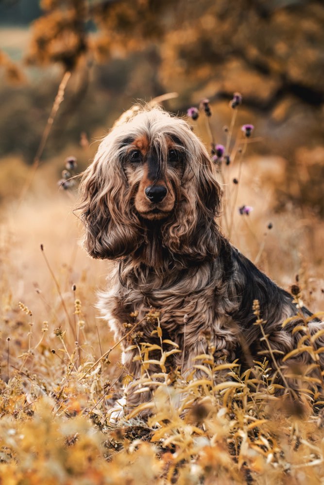 Hundetreffen-🐶🤎 Cocker-Spaniel-Freunde gesucht!-Profilbild