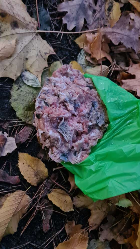 Giftköder-potentieller Giftköder-Profilbild