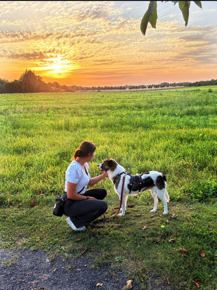 Hundetreffen-Training Hundebegegnung-Profilbild