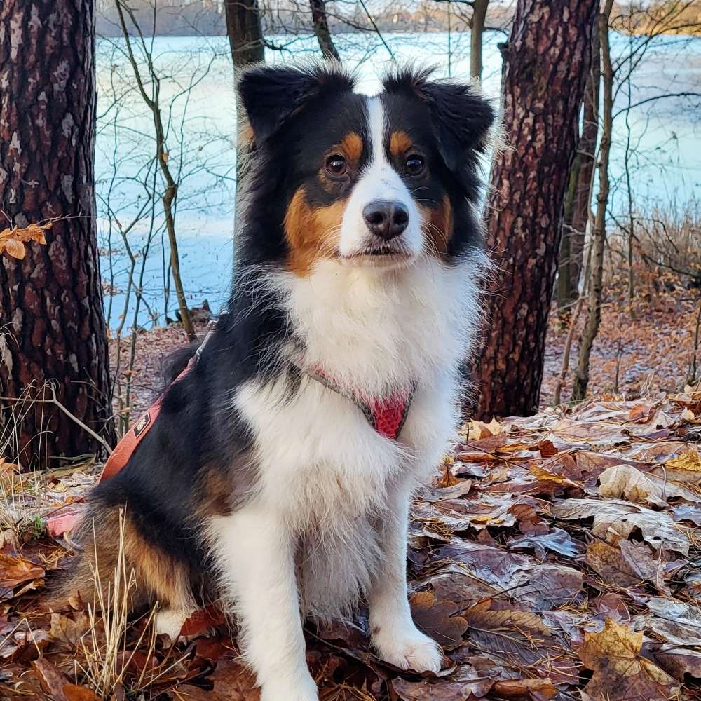 Hundetreffen-Gassirunde und/oder Spieletreffen in Potsdam, Berlin und Umgebung-Profilbild