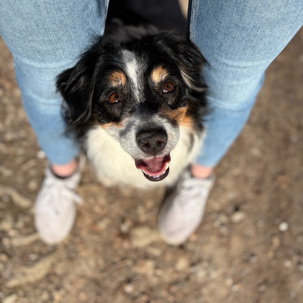 Hundetreffen-Hundekontakte knüpfen ☀️-Profilbild