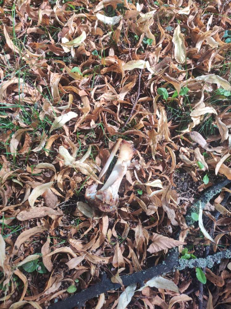 Giftköder-Knochen gefunden-Profilbild