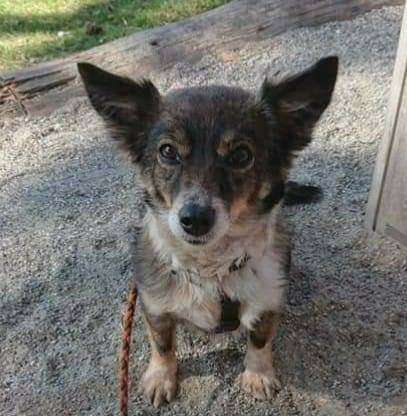 Hundetreffen-Neue Freunde treffen-Profilbild