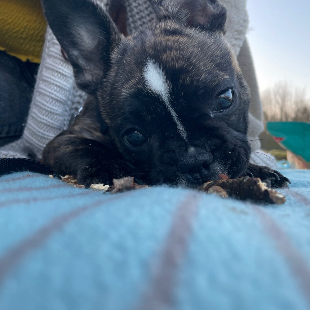 Hundetreffen-Gassi-Geh-Freunde-Profilbild