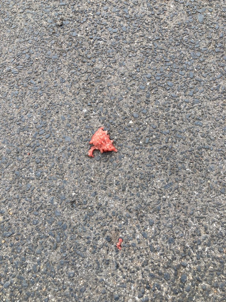 Giftköder-Giftköder - Vorsicht Hackfleisch-Profilbild