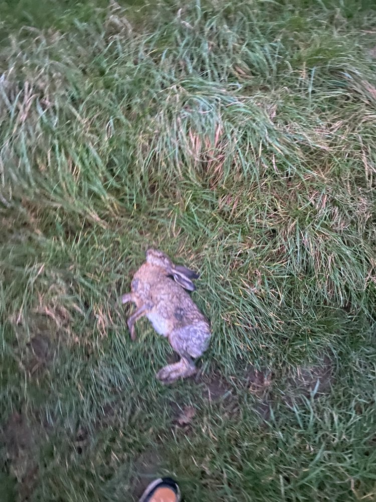 Giftköder-Totes Kaninchen-Profilbild