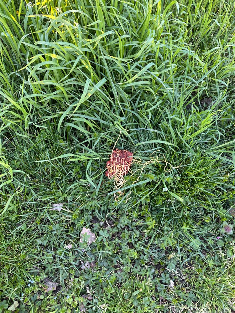 Giftköder-Giftköder-Profilbild