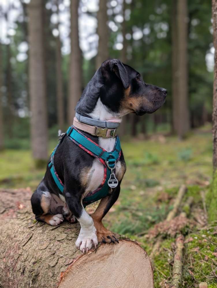 Hundetreffen-Suche ein Freund für unseren "Echo"-Profilbild