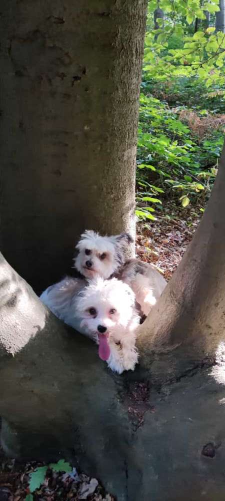 Giftköder-Vergiftete Pfützen-Profilbild