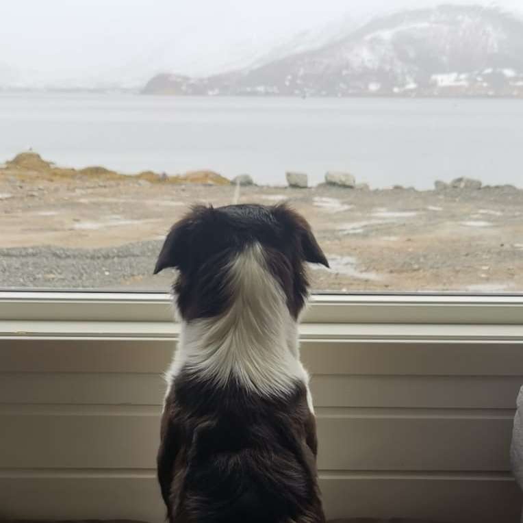 Hundetreffen-Spaziergang-Profilbild