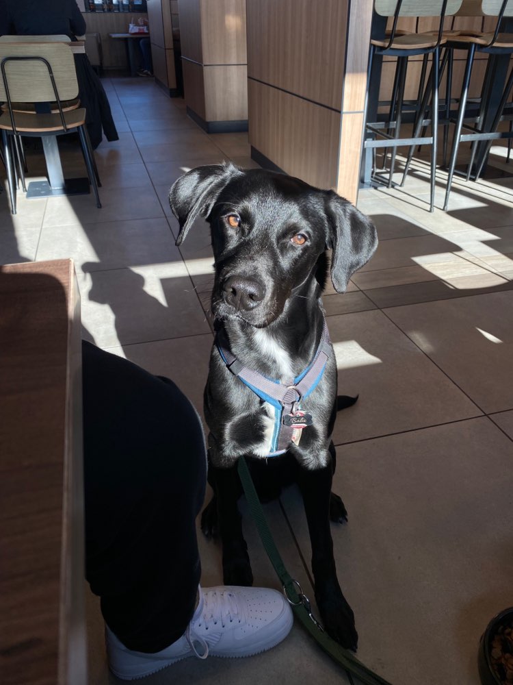 Hundetreffen-Trainingspartner und soziale Kontakte gesucht 🐶-Profilbild