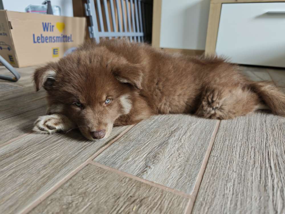 Hundetreffen-Welpen-Treffen in Bremen Oslebshausen und Umgebung-Profilbild
