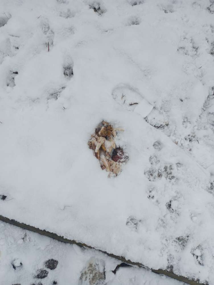 Giftköder-Hähnchenkeulen mit Knochen-Profilbild