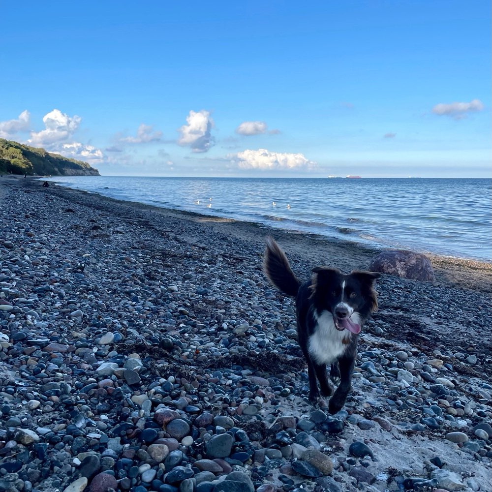 Hundetreffen-Gassirunde-Profilbild