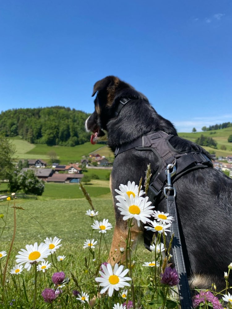 Hundetreffen-Spazier- & Spielfreund gesucht-Profilbild