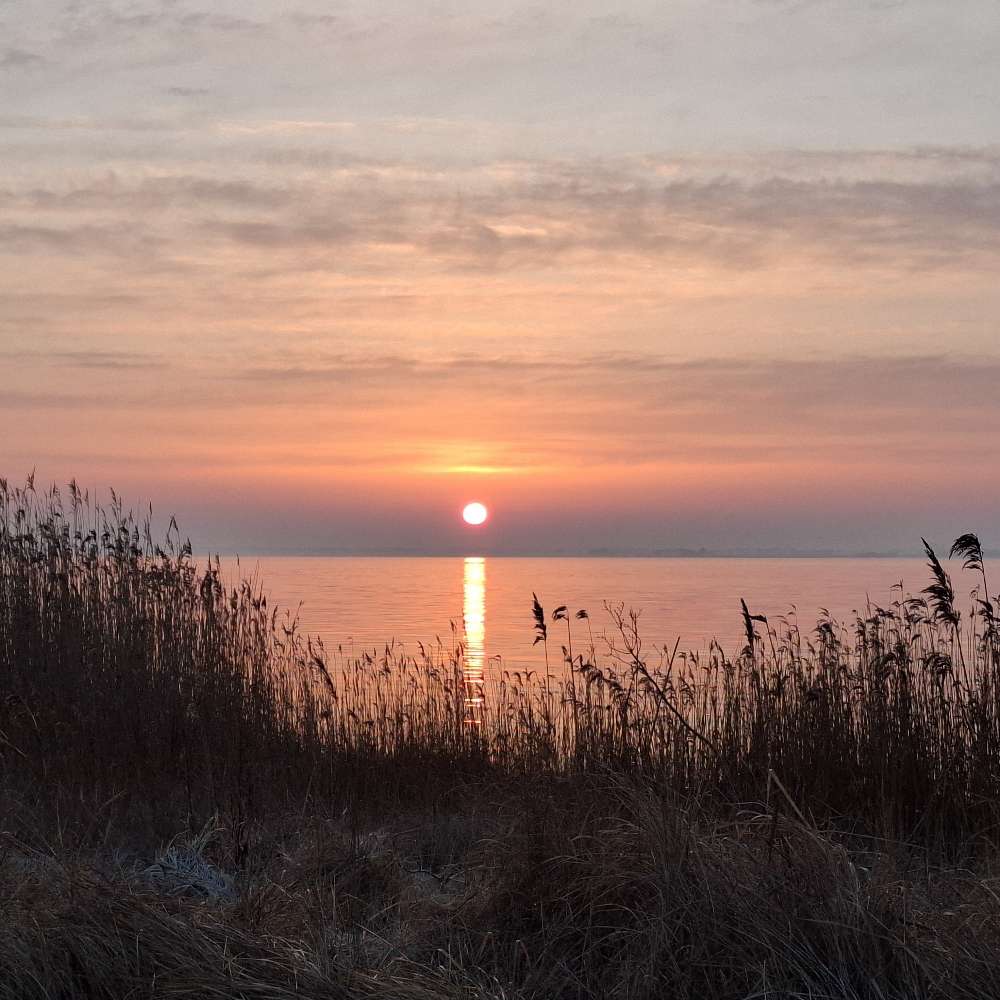 Hundetreffen-Gassi an der Leine-Profilbild
