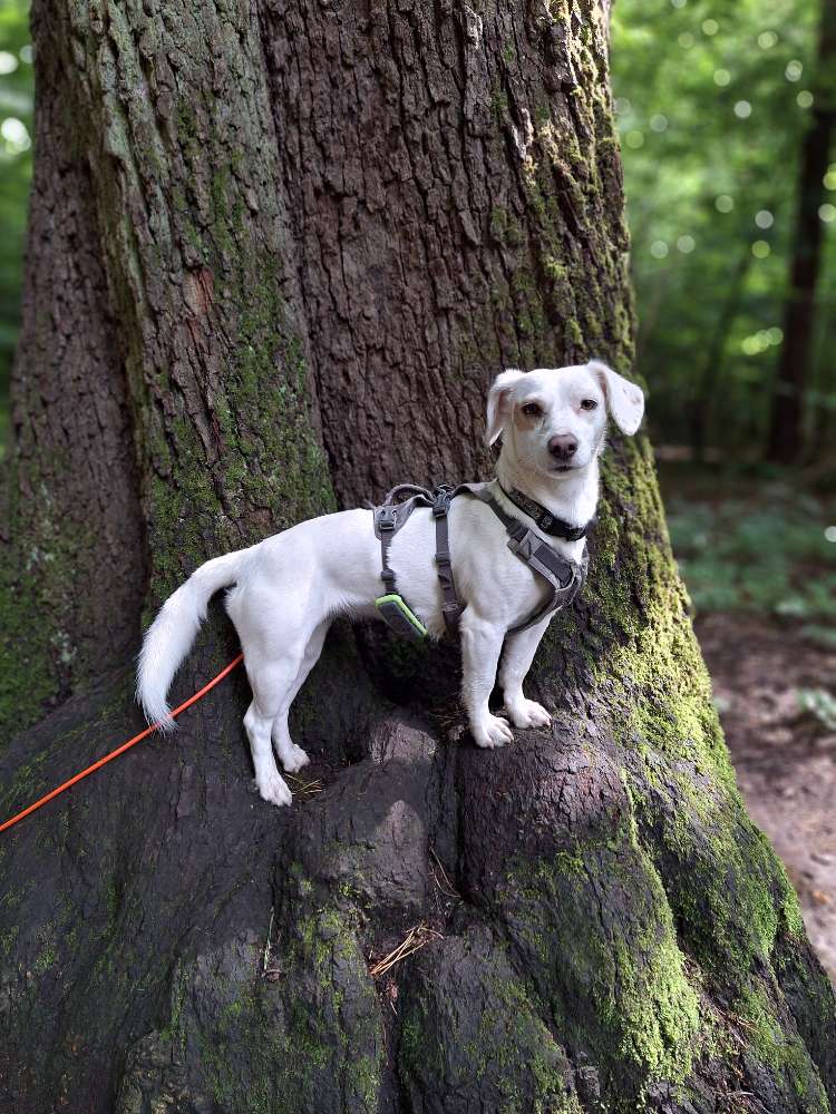 Hundetreffen-Runde im Hildener Stadtwald-Profilbild