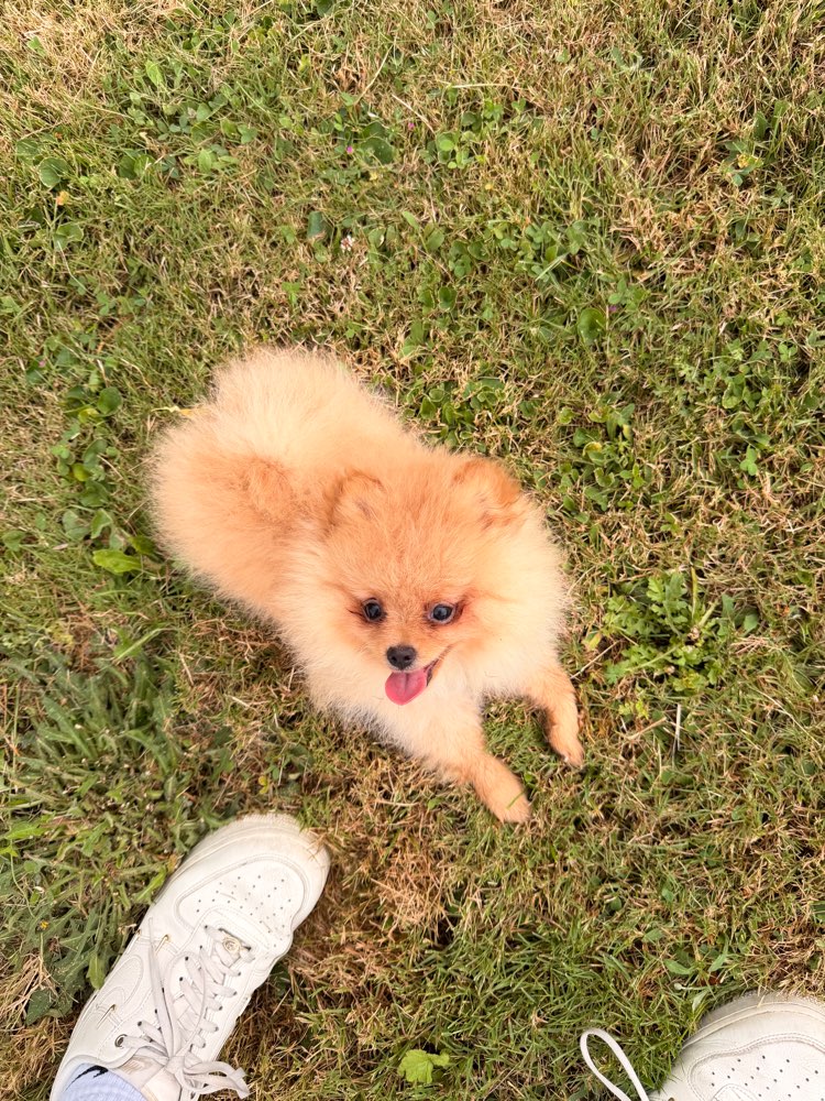 Hundetreffen-Spieltreffen kleiner Pomeranian Welpen-Profilbild