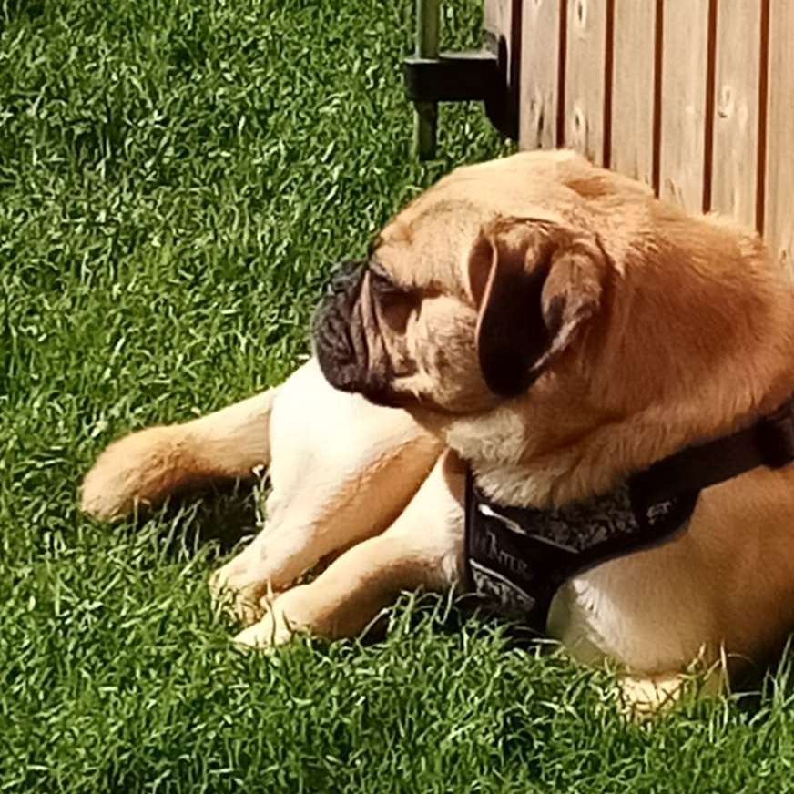 Hundetreffen-Spieltreffen auf der Hundewiese-Profilbild