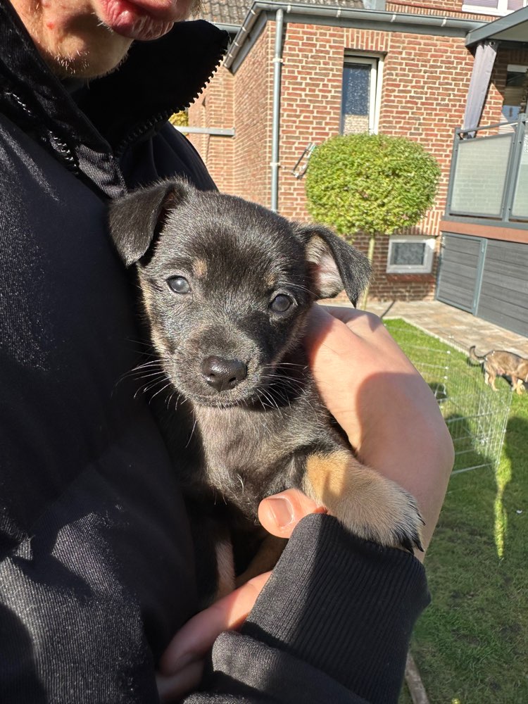 Hundetreffen-Welpentreffen Ottensen-Profilbild