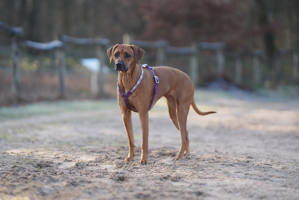 Hundetreffen-PLAYDATE gesucht-Profilbild