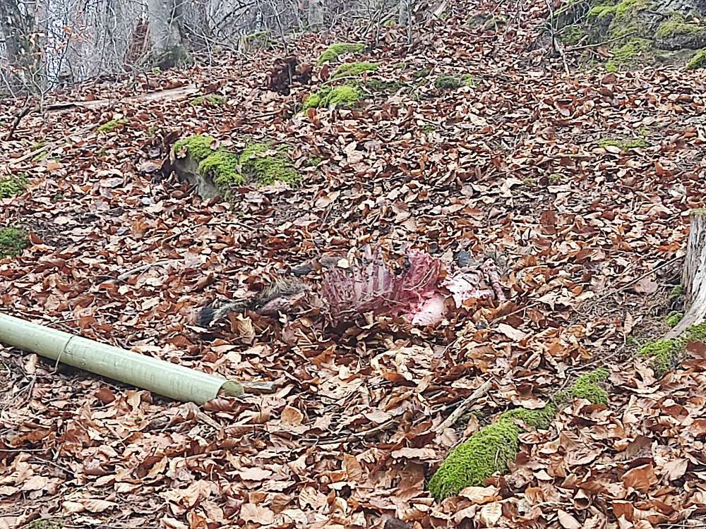 Giftköder-Kadaver-Profilbild