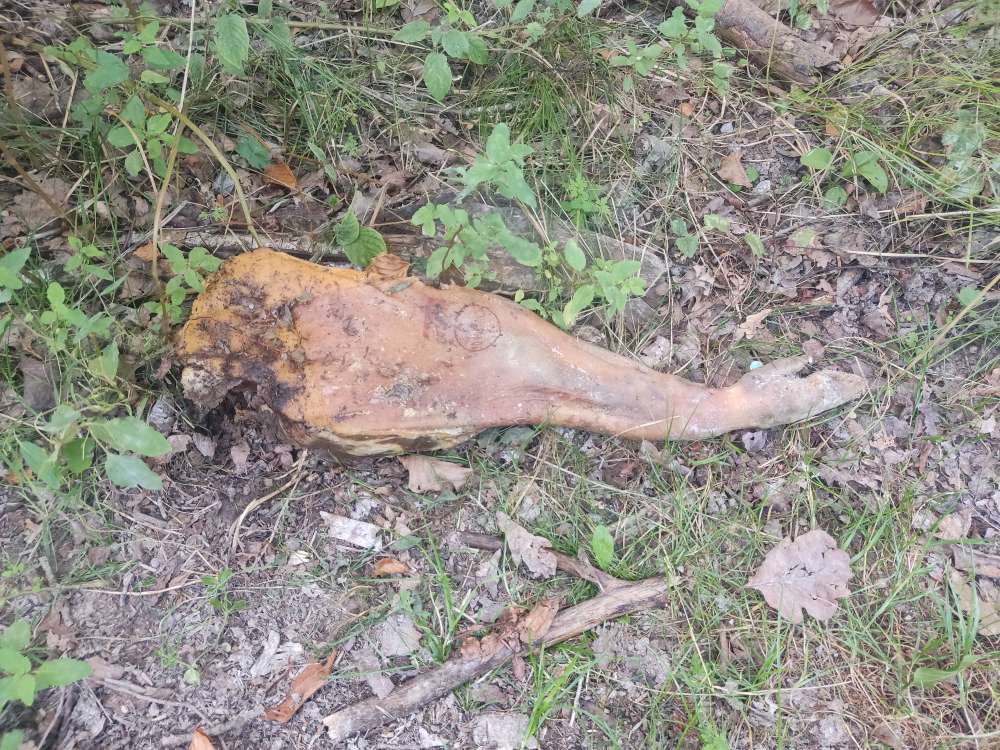 Giftköder-Bein von einem Tier-Profilbild