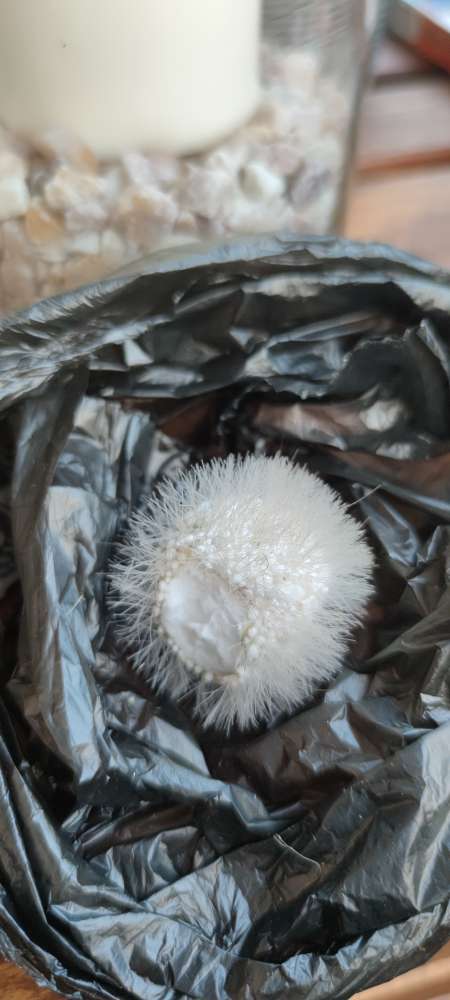 Giftköder-Giftköder-Profilbild