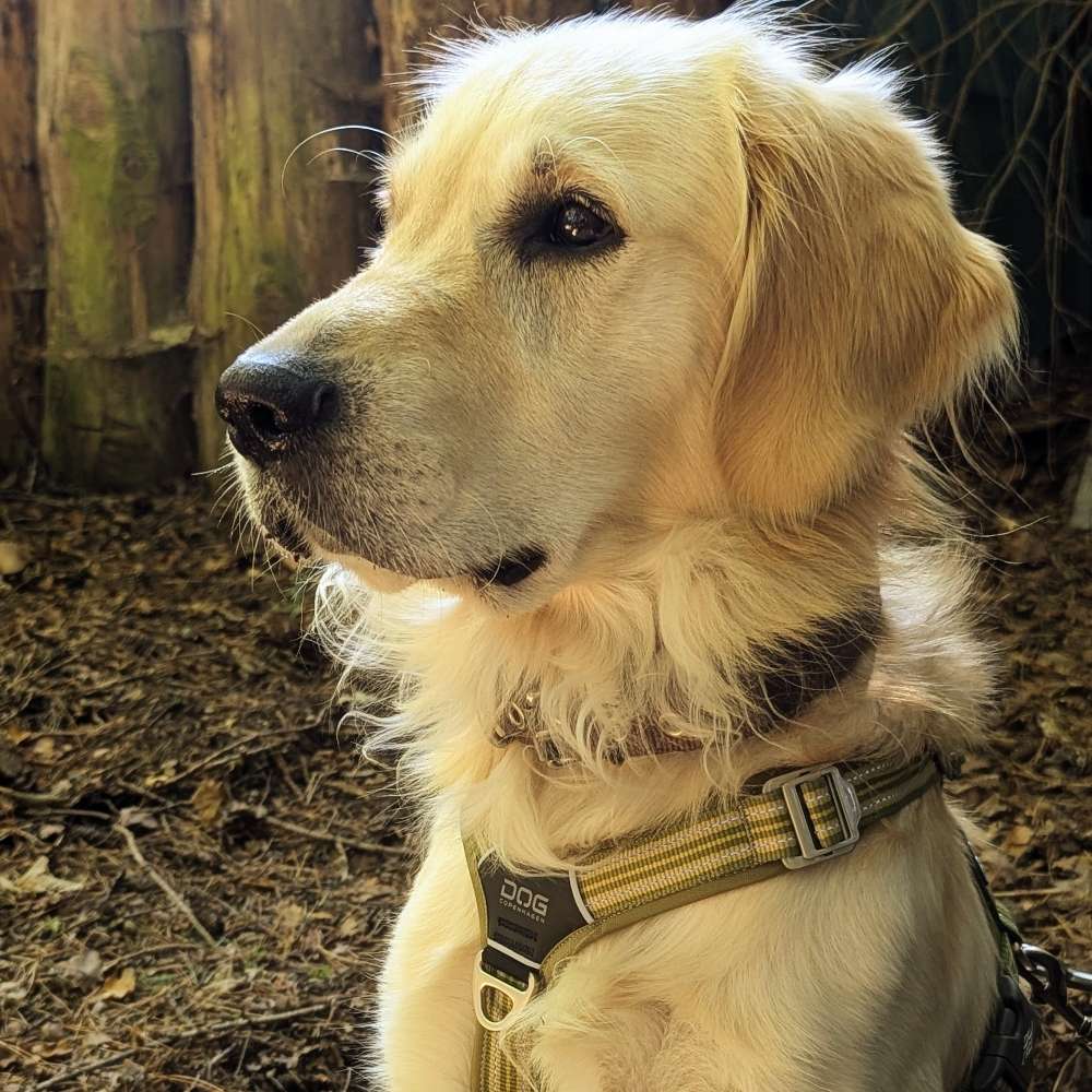 Hundetreffen-Spaziergänge/Sozialkontakte-Profilbild