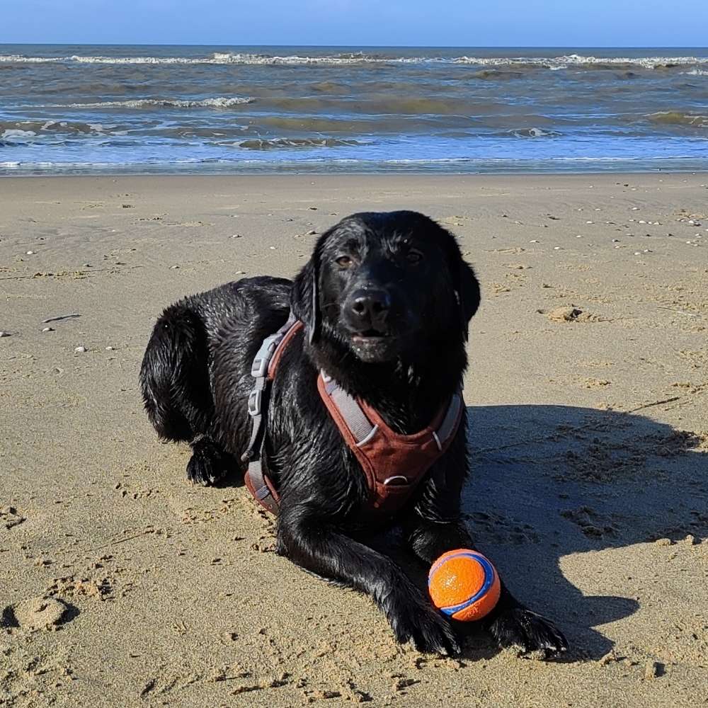 Hundetreffen-Freundschaften zum Spielen & Toben gesucht-Profilbild