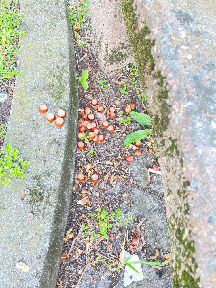 Giftköder-Möglicher Giftköder nahe Bahnhof-Profilbild