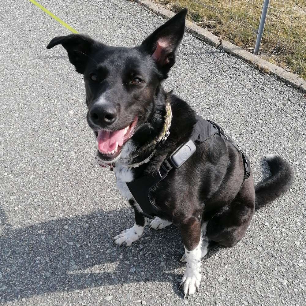 Hundetreffen-Spiel- und Gassifreunde gesucht-Profilbild