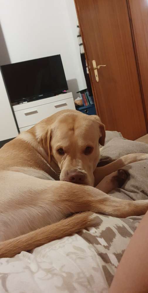 Hundetreffen-Spiele treffen-Profilbild