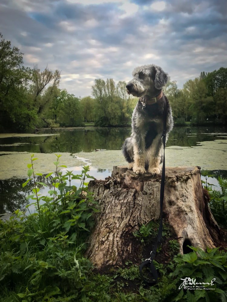 Hundetreffen-Wir Hunde vom Friedrich-Ebert-Park-Profilbild