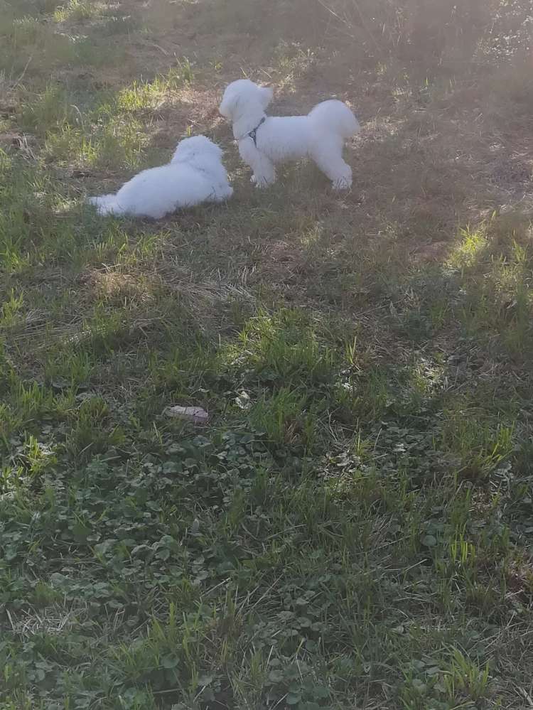 Hundetreffen-Spielerunde mit gleichzeitiger Betreuung (nach dem Kennenlernen)-Profilbild