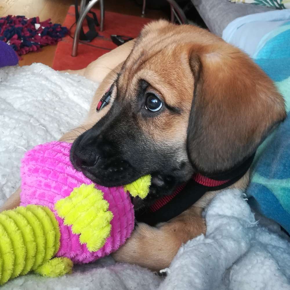 Hundetreffen-Welpentreffen in Moosach🐕-Profilbild