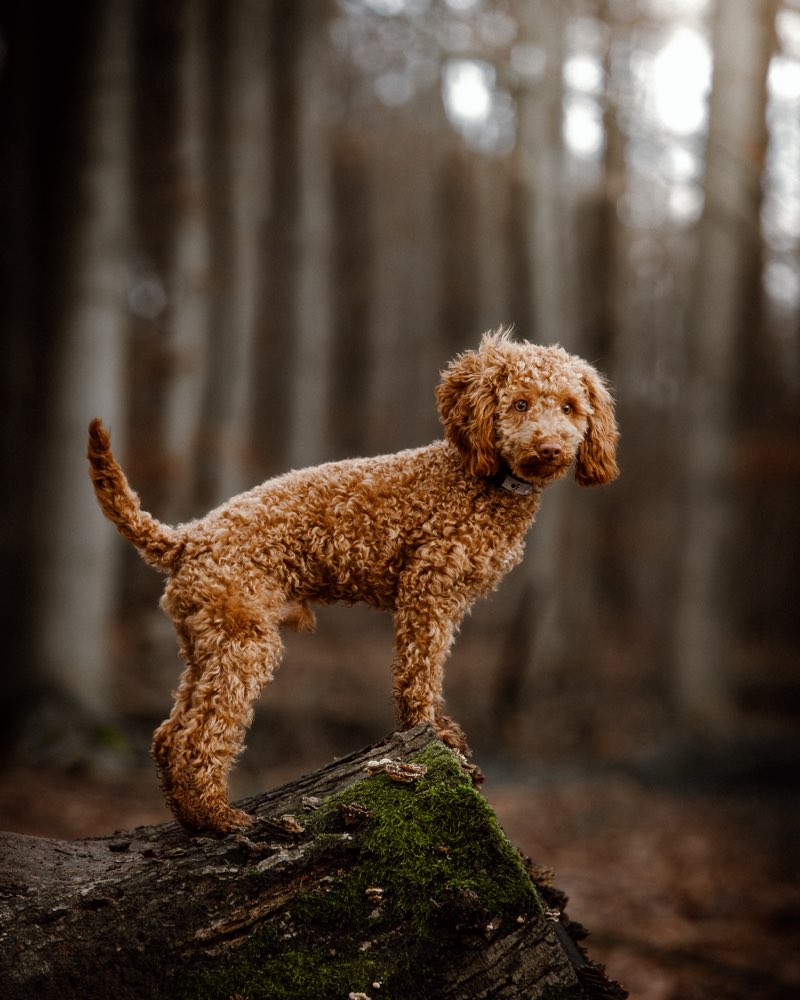 Hundetreffen-Gemeinsame Spaziergänge/ Spielen für kleine/mittelgroße Hunde in Willich & Umgebung-Profilbild