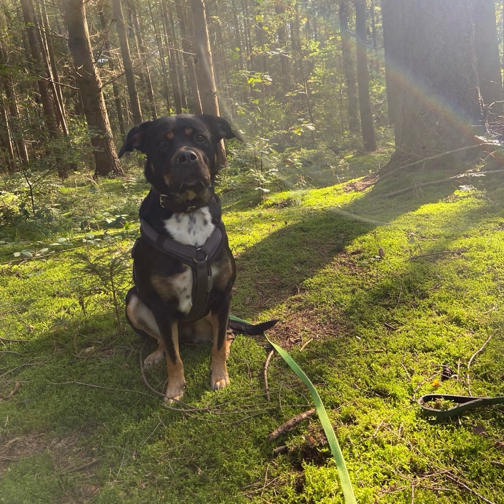 Hundetreffen-Trainingstreffen-Profilbild