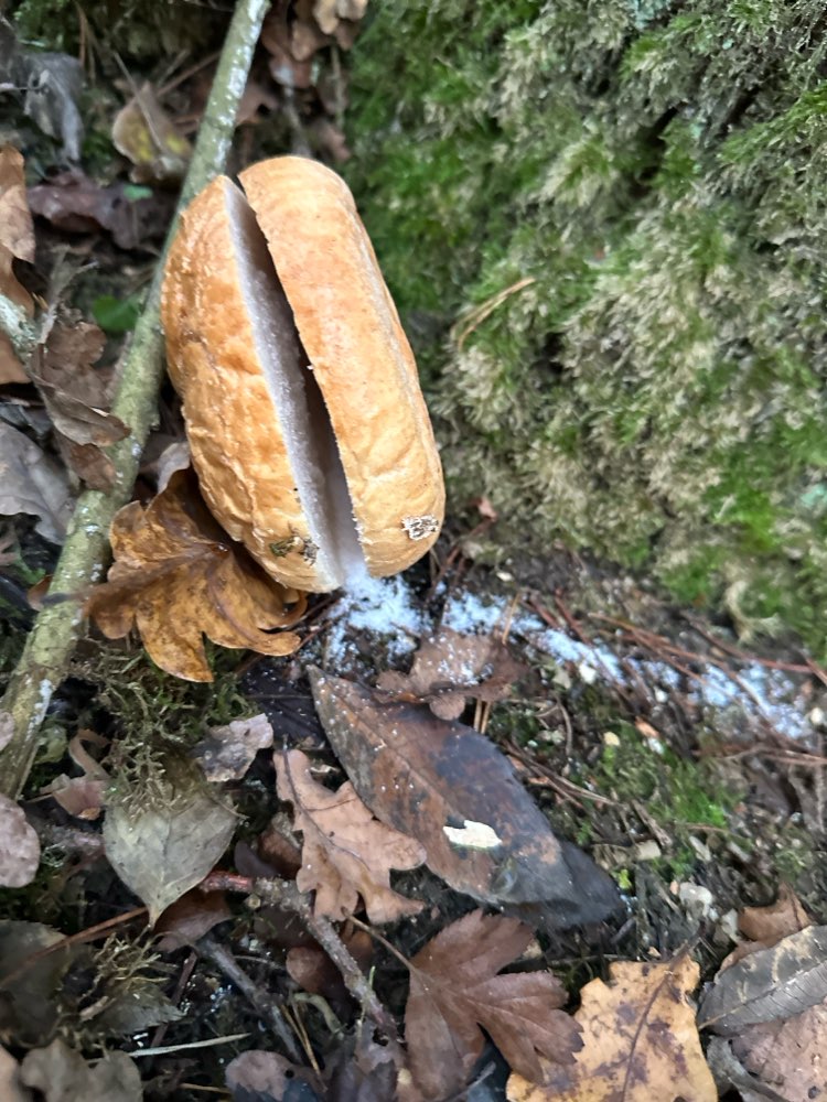 Giftköder-Giftköder-Profilbild