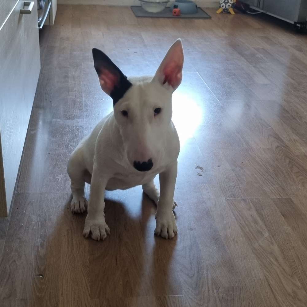 Hundetreffen-Mainufer-Profilbild