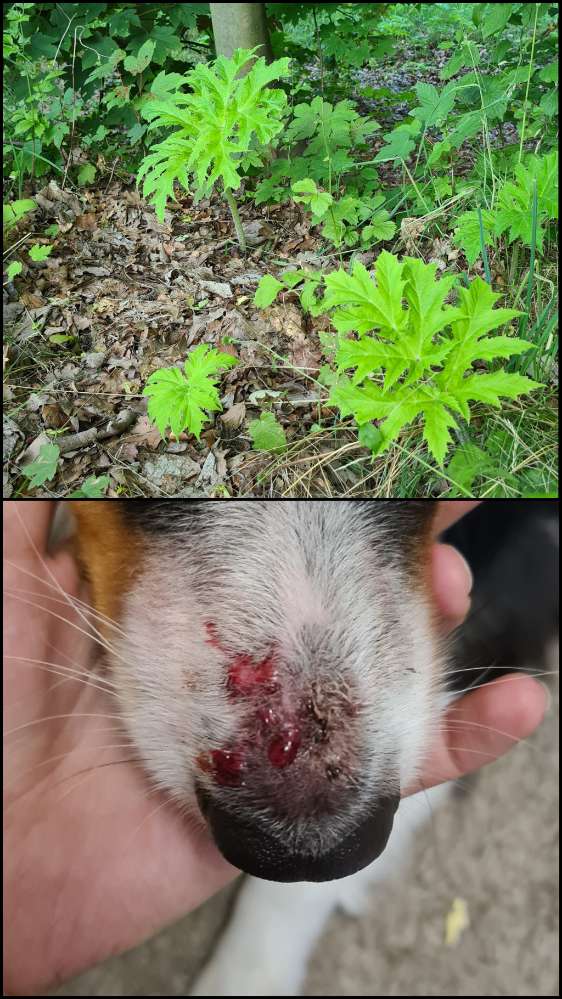 Giftköder-Bärenklau-Profilbild