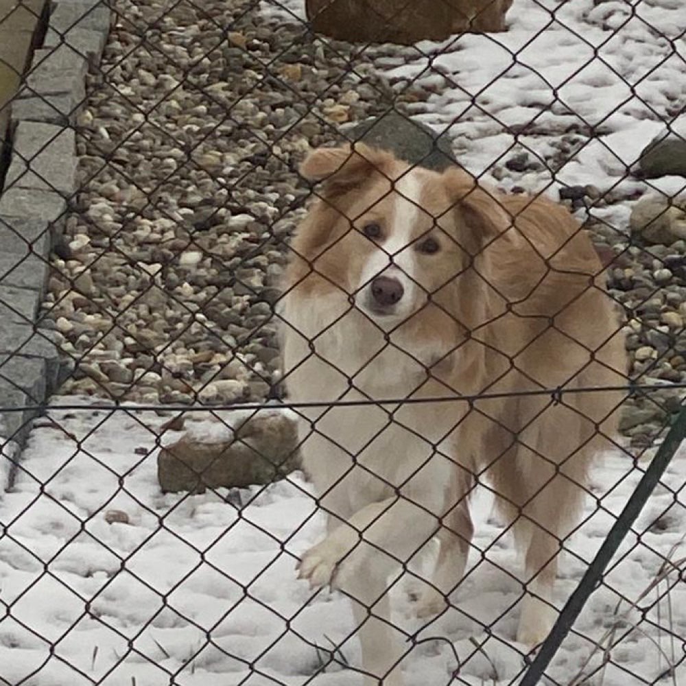 Hundetreffen-Spieltreffen in Pocking-Profilbild