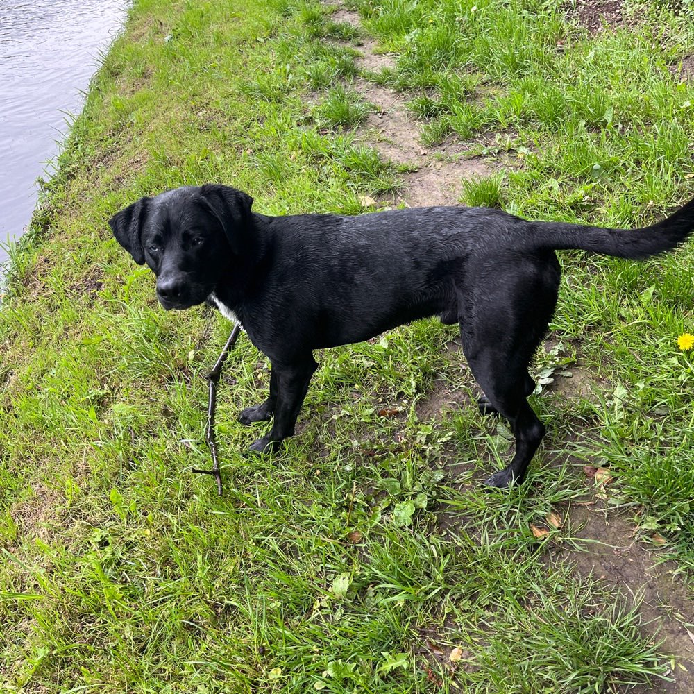 Hundetreffen-Für alles zu haben-Profilbild