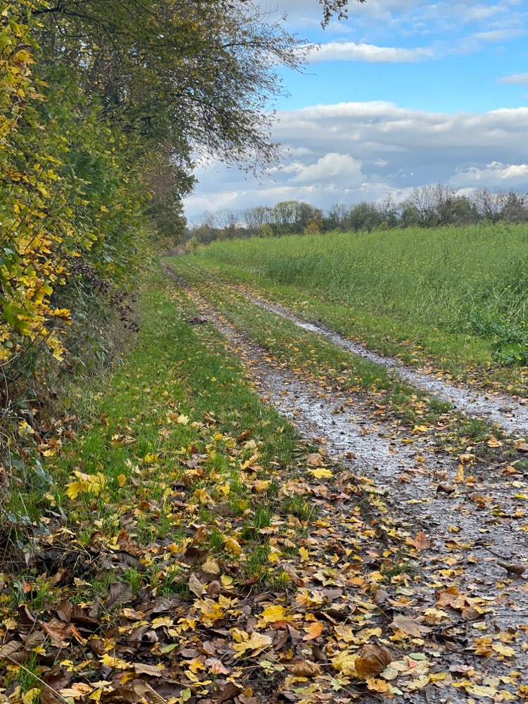Giftköder-Dead deer / totes wild-Profilbild