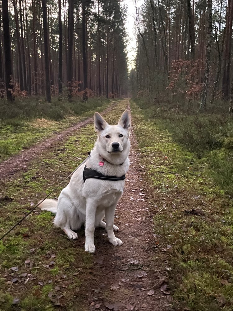 Hundetreffen-Hunderunde in Templin-Profilbild