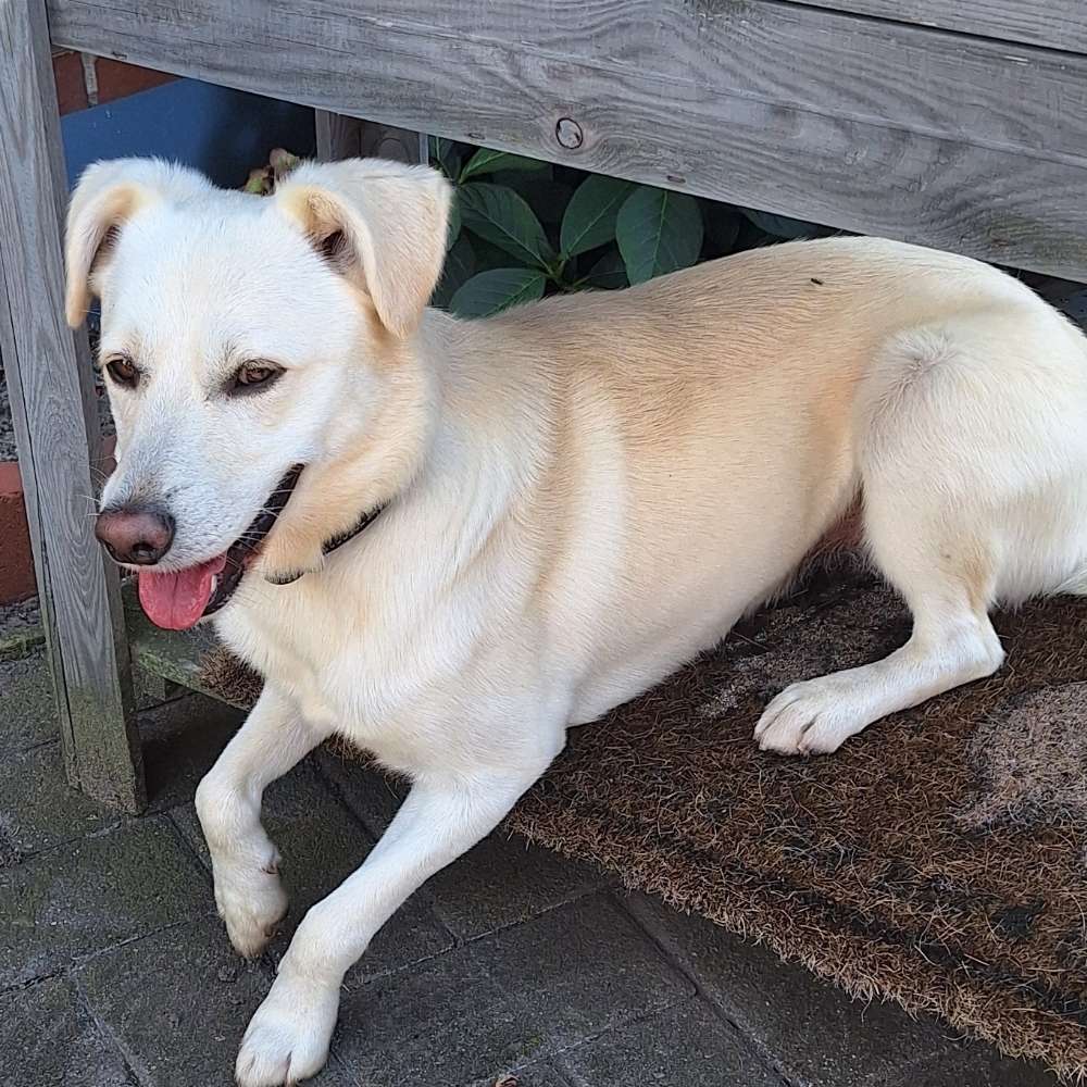 Hundetreffen-Social Walk-Profilbild