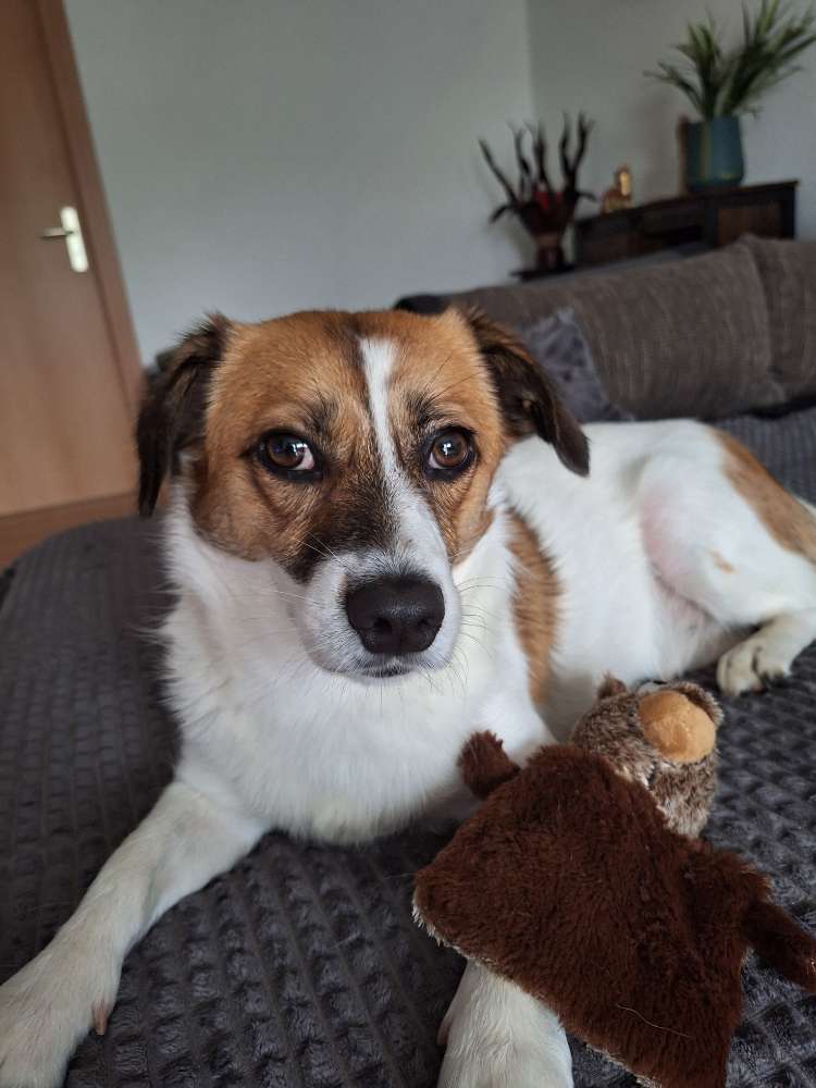 Hundetreffen-Hundekumpels gesucht-Profilbild