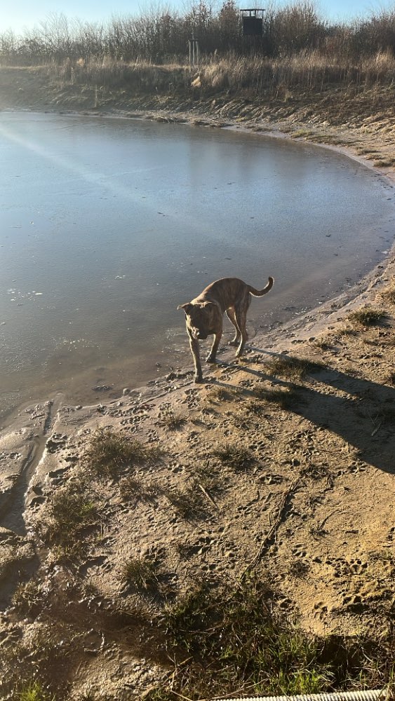 Hundetreffen-Spielgefährten gesucht-Profilbild